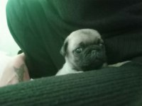 Pug isteyene rıfkı