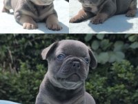ISABELLA VE FLUFFY TAŞIYICI FAVORİ RENKLERDE BEBEK KÖPEKLER