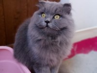 Scottish fold uzun tüylü
