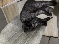 Maine coon oyuncu ve insan canlısı kedimiz