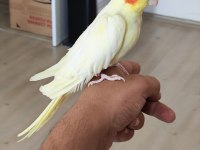 Takas Sultan Papağanı Lutino Dişi