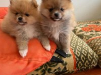 Pomeranian yavrular