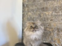 TESLİME HAZIR BRITISH LONGHAIR YAVRULARIM 