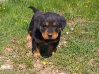 A kalite rottweiler bebekler