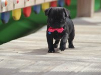 Black lekesiz pug bebeğimiz hazır