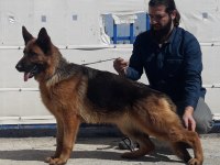 Alman çoban köpeği