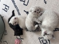 Scottish Fold Yavrularımız Yeni Yuva Arıyor!