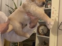 Dişi golden retriever yavrular