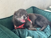 Chihuahua Erkek 5 Yaşında