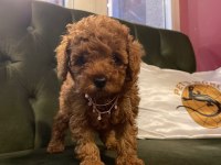 Pets World Kentpark garantisi ile Toy Poodle yavrularımız