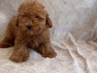 Toy poodle