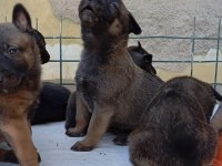 Belçika Malinois Yavruları Aşil ve Zeyna eşlemesinden