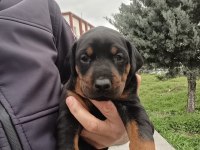 DOBERMAN BEBEKLER