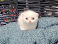 Scottish Fold ve british yavrularımız