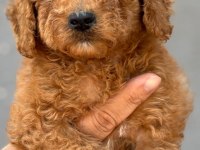 Standart poodle çok şeker yavrularım 