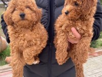 DİŞİ MALTİPOO YAVRUMUZ