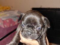 French bulldog 40 günlük