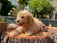 Kg garantili karma aşıları yapılmış poodle yavrularımız