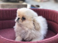 İmperal pekinez köpeğimiz