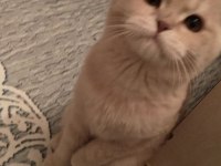 2 yaşında sağlıklı cipli scottish fold