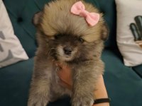 Belgeli aşılı pomeranian yavruları