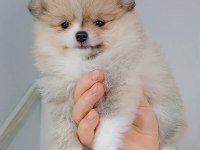 Pomeranian boo köpeği