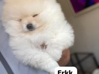 4 Farklı Dişi Erkek Pomeranian Yavrular