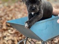 Cane Corso Bebekler Sağlık Ve Irk Garantili Teslim
