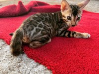 Show class bengal kedisi bebekler