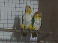 Hazır takım portakal caique