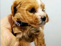 4 aylık maltipoo yavru