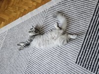 KEDİMİZE ÇOK ACİL YUVA ARIYORUZ