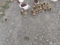 1 Erkek ve 1 Dişi Beyaz Mast Kazı