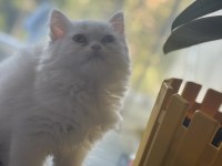 2,5 aylık yavru chinchilla kediler