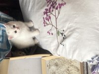 British shorthair erkek yavru çok akıllı