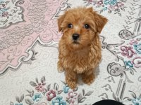 İşe gidip bakamadığım için acil maltipoo