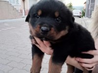 A kalite dişi rottweiler