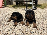 Üst segment dişi erkek rottweiler bebekler