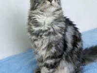 Maine Coon Saf Kan Silver Tabby Dişi