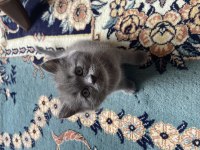 Kedilerimiz çok acil sahiplenmesi lazım