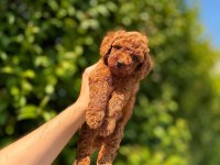 Toy poodle yavrularımız