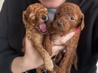 3 adet poodle yavrumuz sahiplendirilecektir