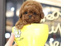 Sağlıklı ve Aşılı Toy Poodle Yavrularım