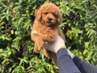 Red Toy Poodle Yavru
