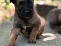 Safkan Belçika Kurdu malinois bebekler