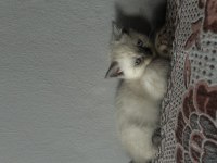 British Blue Point Kedimiz