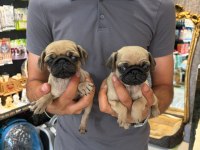 Biblo Pug Prensesler