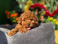 Toy Poodle Bebekler Referans Yavrumuz