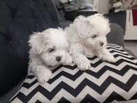 Teacup maltese bebeklerimiz