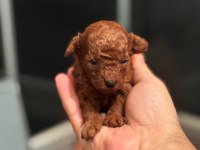 Baba kore anne toy red brown dişi poodle yavrular